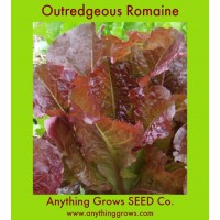 Lettuce - Outredgeous Romain/Cos - Organic